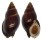 NASSARIIDAE NASSARIUS DORSATUS shell