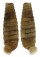 LANDSNAIL COELOCENTRUM FISTULARE shell