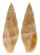 MITRIDAE MITRA VARIABILIS shell