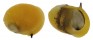 NERITIDAE CLITHON CORONA shell