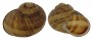 LANDSNAIL HELIX ASPERSA shell