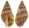 NASSARIIDAE NASSARIUS RETICULATUS MAMILLATUS shell