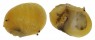 NERITIDAE CLITHON CORONA shell