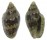 MARGINELLIDAE MARGINELLA SPINACIA shell