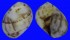 NATICIDAE POLINICES SIMIAE shell