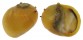 NERITIDAE CLITHON CORONA shell