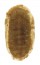 CHITONIDAE CALLISTOCHITON ANTIQUUS shell