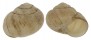 LANDSNAIL SINUMELON NULLARBORICUM shell