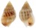 NASSARIIDAE NASSARIUS FRAUDULENTUS shell