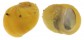 NERITIDAE CLITHON CORONA shell
