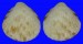 GLYCYMERIDIDAE TUCETONA HANZAWAI shell