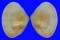 MACTRIDAE MACTRA cf. VIOLACEA shell