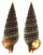 CERITHIIDAE RHINOCLAVIS SORDIDULA shell