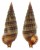 CERITHIIDAE RHINOCLAVIS SORDIDULA shell