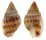 NASSARIIDAE NASSARIUS SINUSIGERUS shell