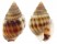 NASSARIIDAE NASSARIUS SINUSIGERUS shell