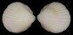 GLYCYMERIDIDAE TUCETONA HANZAWAI shell