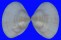 MACTRIDAE MACTRA CUNEATA shell