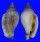 STROMBIDAE STROMBUS URCEUS shell