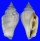 STROMBIDAE STROMBUS URCEUS shell
