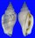 STROMBIDAE STROMBUS URCEUS shell