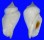 STROMBIDAE STROMBUS GIBBERULUS GIBBOSUS shell