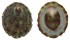NACELLIDAE CELLANA GRATA shell
