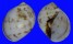 NATICIDAE POLINICES SIMIAE shell