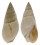 NASSARIIDAE BULLIA RHODOSTOMA shell