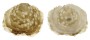 HIPPONICIDAE CHEILEA TECTUSINENSE shell