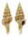 TURRIDAE GEMMULA UNEDO shell