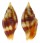 MITRIDAE NEBULARIA CHRYSOSTOMA shell