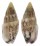 COLUMBELLIDAE MITRELLA LIGULA shell