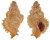 MURICIDAE FAVARTIA cf. SALMONEA shell