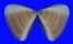 VENERIDAE TIVELA TRIPLA shell