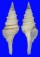 TURRIDAE GEMMULA SOGODENSIS shell