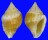 COLUMBELLIDAE EUPLICA DESHAYESI shell