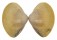 MACTRIDAE MACTRA GLABRATA shell