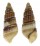 THIARIDAE PACHYMELANIA FUSCA shell