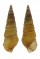 THIARIDAE PACHYMELANIA cf. AURITA shell