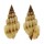 BUCCINIDAE PHOS SENTICOSUS shell