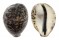 CYPRAEIDAE CYPRAEA TIGRIS shell