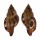 RANELLIDAE CYMATIUM PILEARE shell