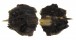 GRYPHAEIDAE HYOTISSA SINENSIS shell