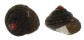 TROCHIDAE CLANCULUS ATROPURPUREUS shell
