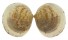 GLYCYMERIDIDAE GLYCYMERIS GLYCYMERIS shell