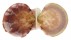 PECTINIDAE LISSOCHLAMYS EXOTICA shell