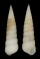 PYRAMIDELLIDAE SYRNOLA SPECIES shell