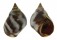 LITTORINIDAE LITTORINA PERUVIANA shell