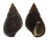 PLANAXIDAE PLANAXIS SULCATUS shell